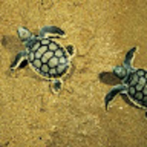 Meet your Posher, Whitney